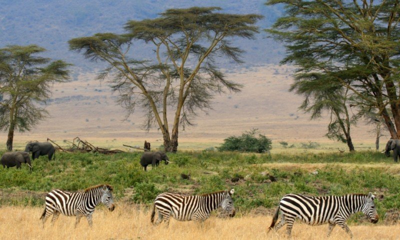 Tanzania – Parque nacional Serengueti